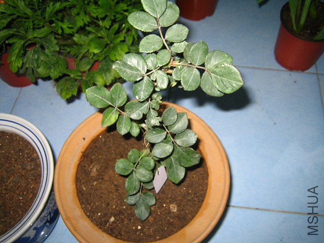 ��Ƭ 004_����.jpg