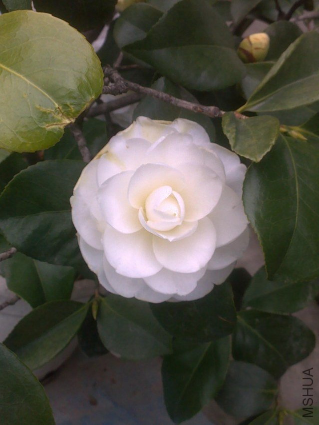 20120214285.jpg