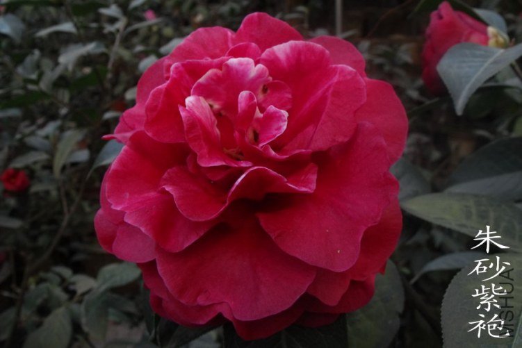DSCF0639.jpg