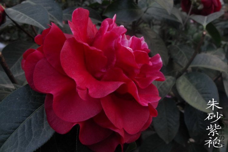 DSCF0640.jpg