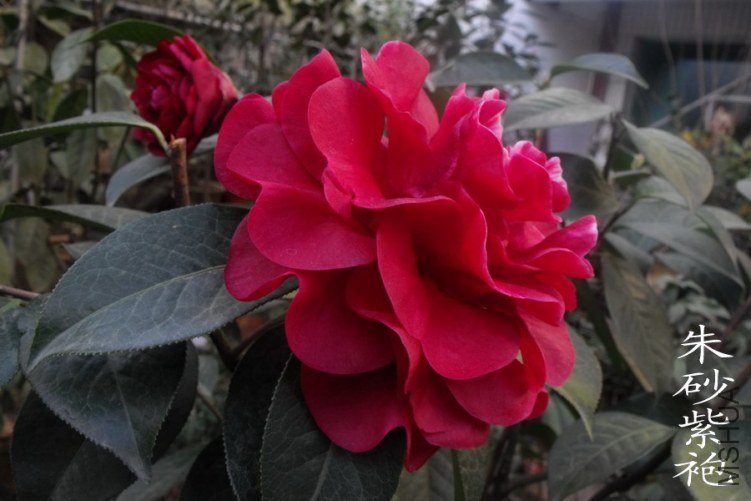 DSCF0646.jpg