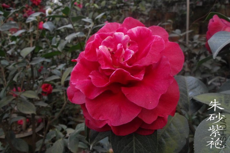 DSCF0648.jpg