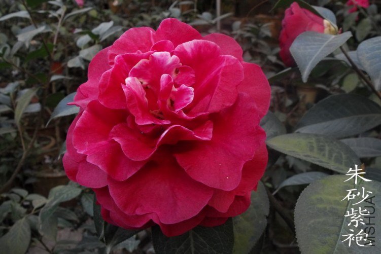 DSCF0649.jpg