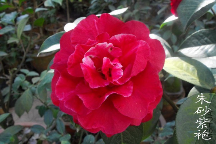 DSCF0666.jpg