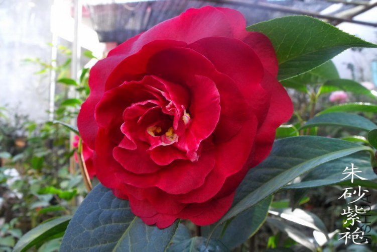 DSCF0670.jpg