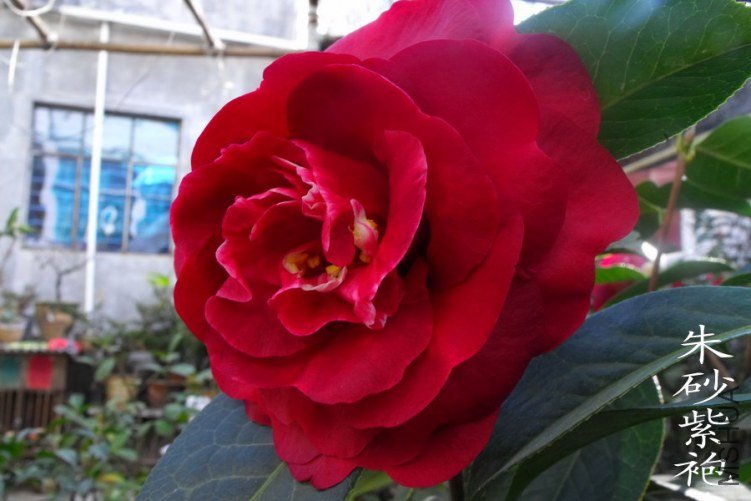 DSCF0671.jpg