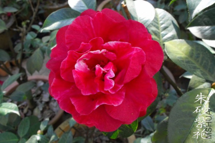 DSCF0675.jpg
