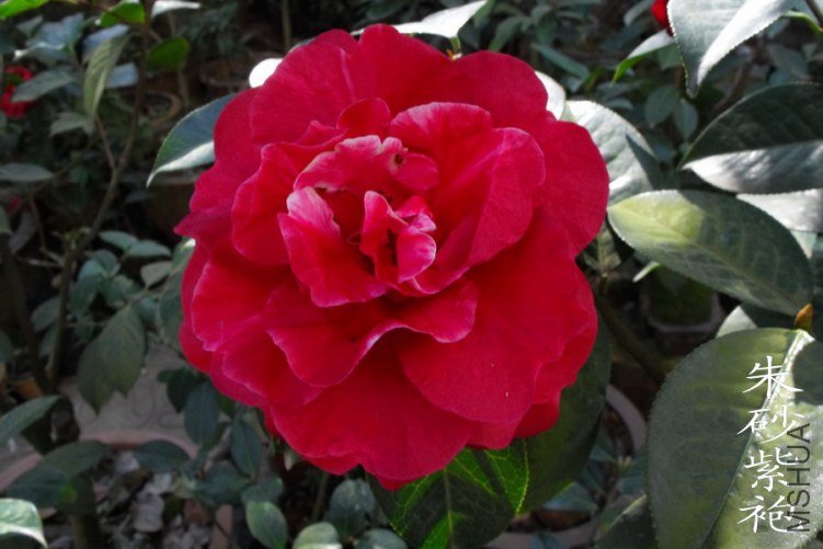 DSCF0676.jpg
