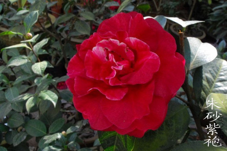 DSCF0677.jpg