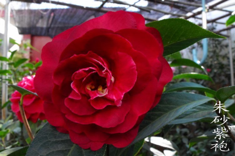 DSCF0678.jpg