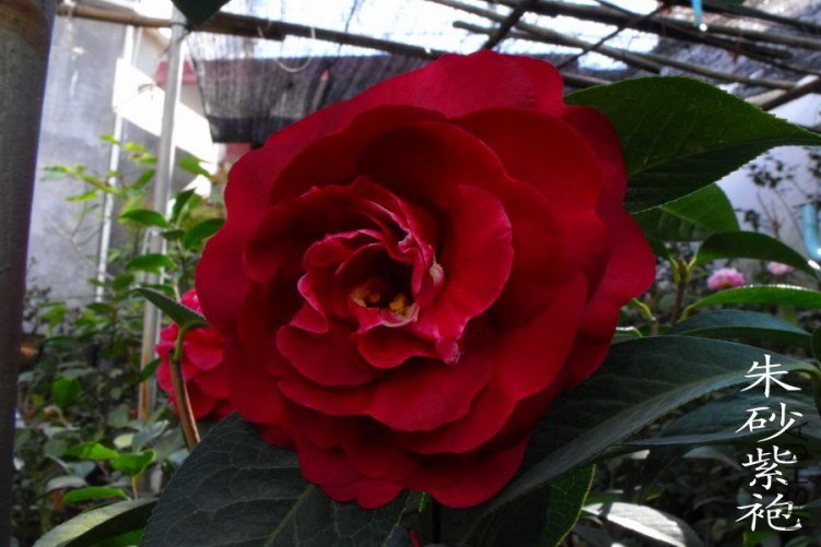 DSCF0679.jpg