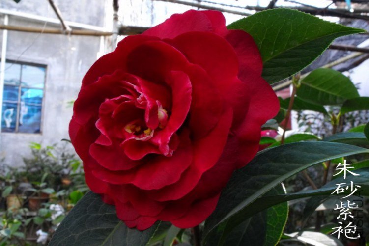 DSCF0682.jpg