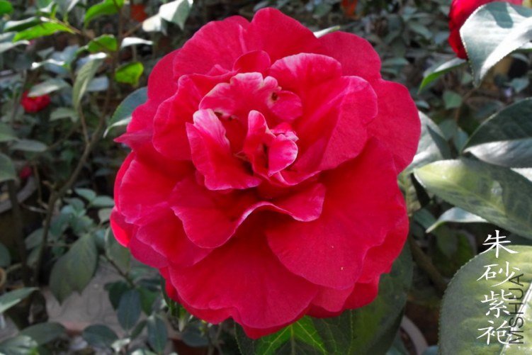 DSCF0683.jpg