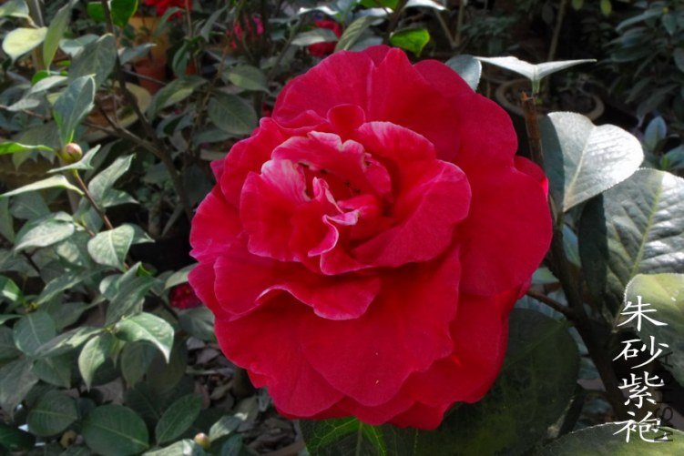 DSCF0684.jpg