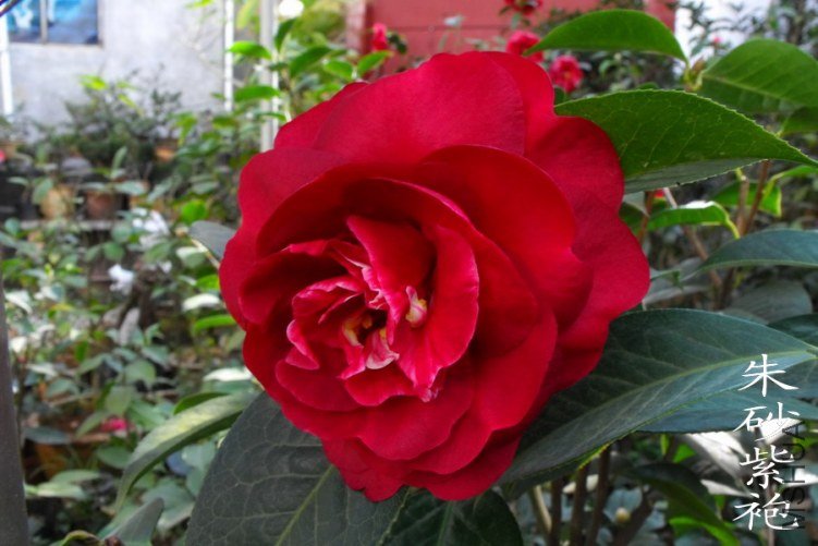 DSCF0686.jpg