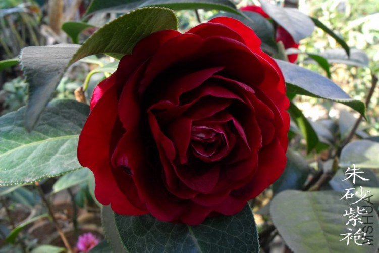 DSCF0688.jpg