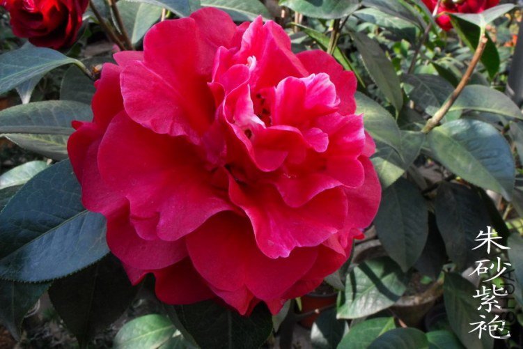 DSCF0691.jpg