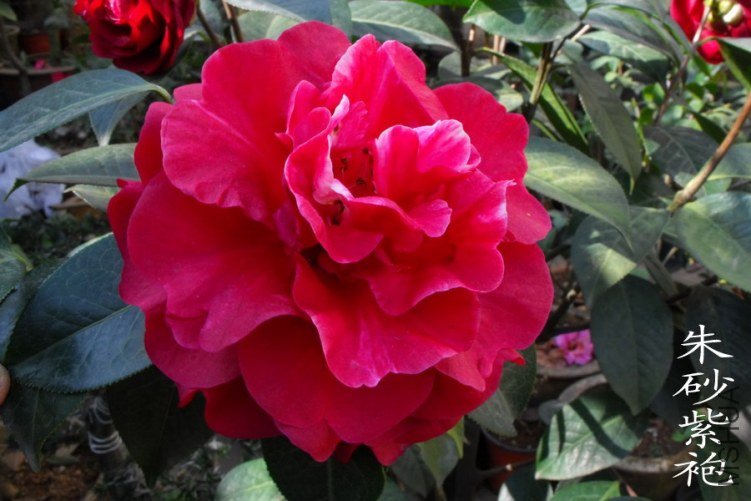DSCF0692.jpg