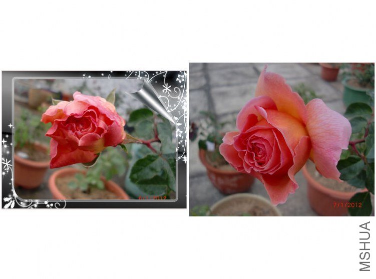 nEO_IMG_�ǲ�����2.jpg