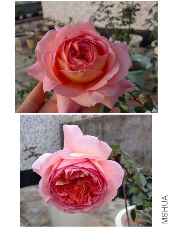 nEO_IMG_�ǲ�����4.jpg