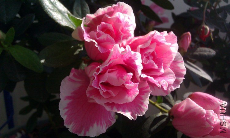 1-IMG_20111016_091435.jpg