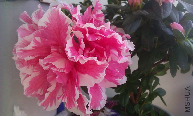 2-IMG_20111016_091447.jpg