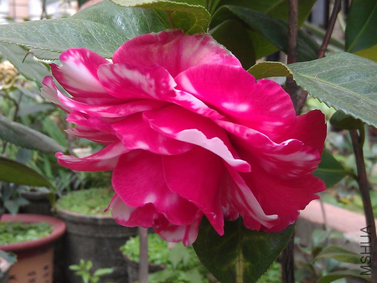 IMAG0363.jpg