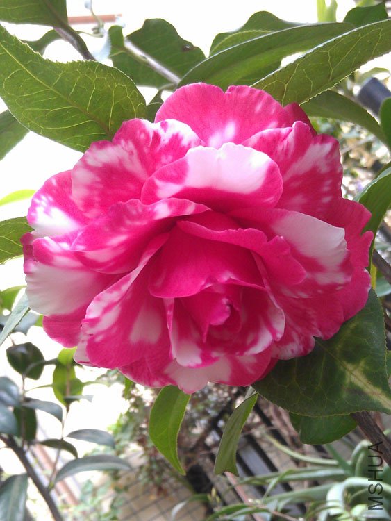 IMAG0365.jpg