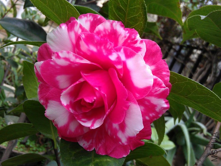 IMAG0366.jpg