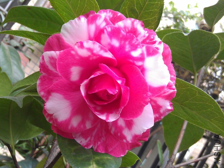 IMAG0367.jpg