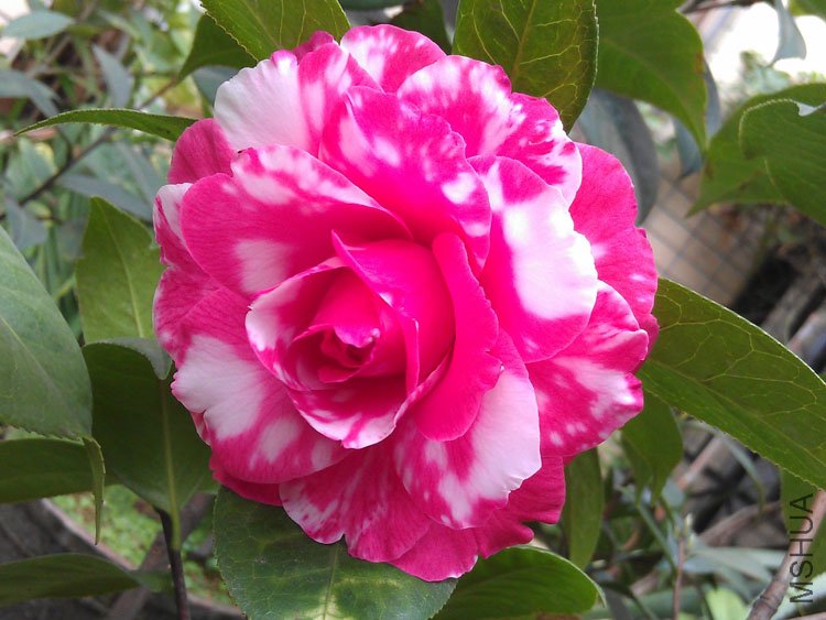 IMAG0368.jpg
