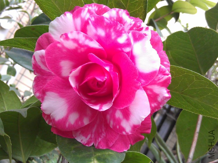 IMAG0369.jpg