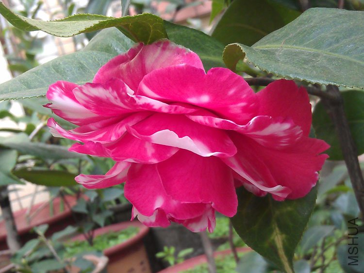 IMAG0373.jpg