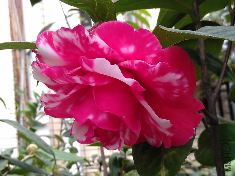 IMAG0374.jpg