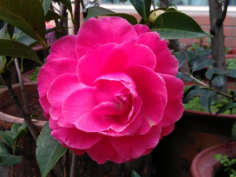 IMAG0372.jpg