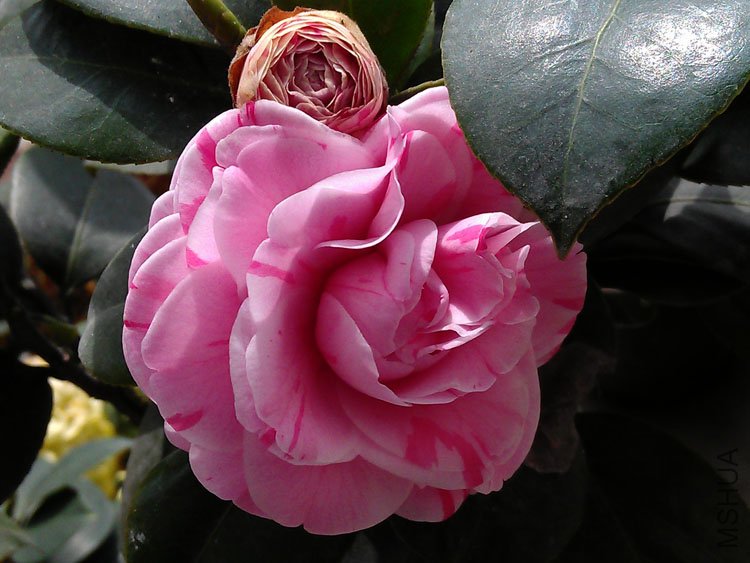 IMAG0345.jpg