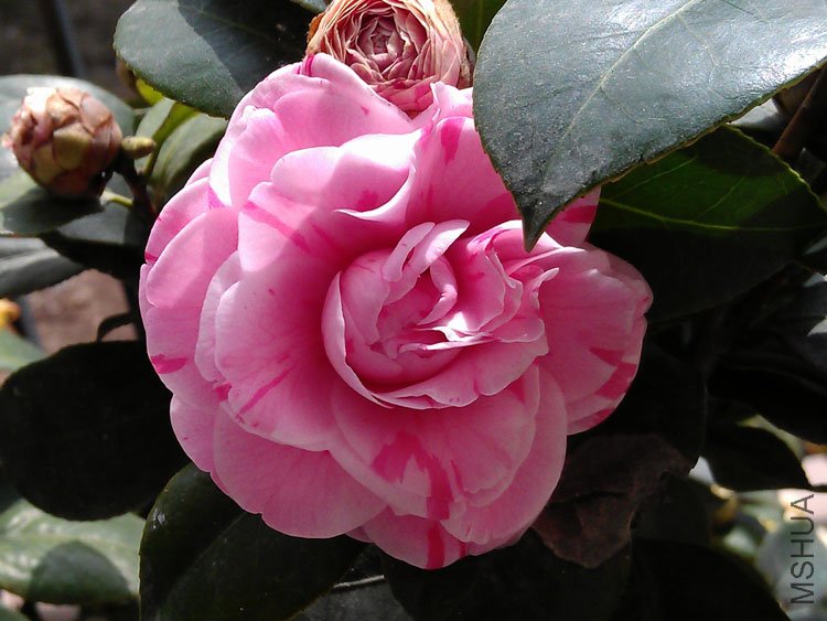 IMAG0346.jpg