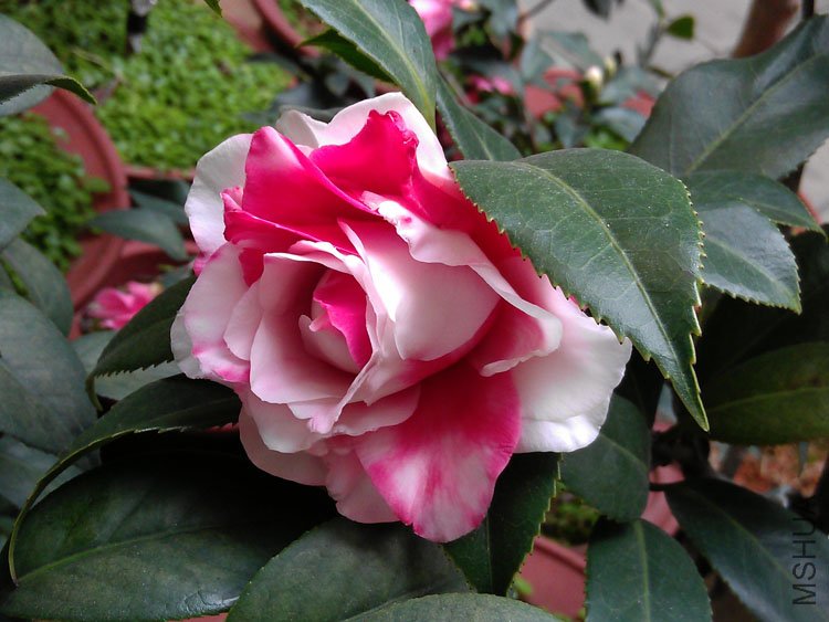 IMAG0361.jpg