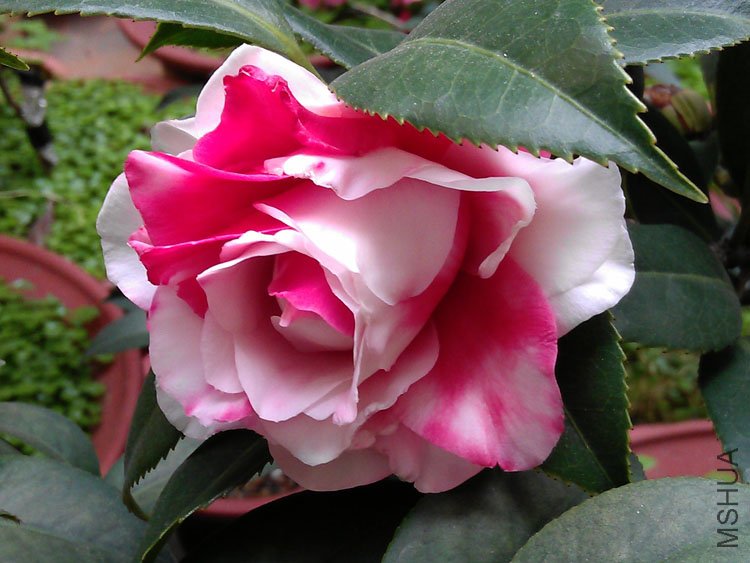 IMAG0362.jpg