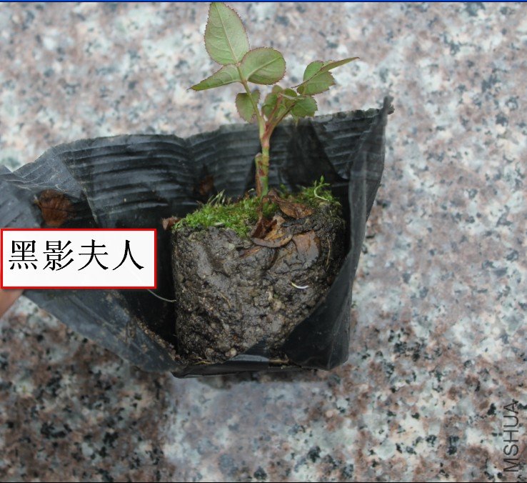 2012-02-15_130513.jpg