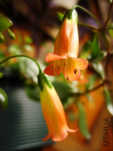 ����͹���