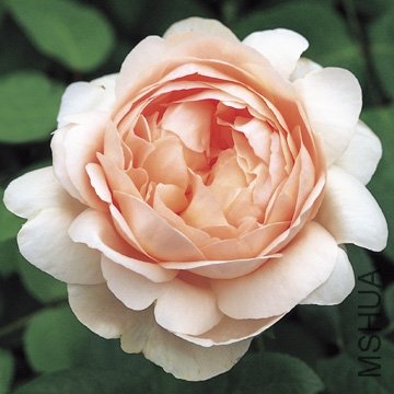 �������棨Ambridge Rose��.jpg