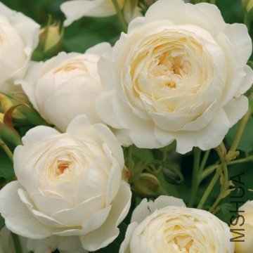 ��������˹͡��Claire Austin��.jpg