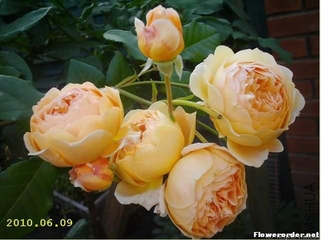 �������������Crown Princess Margareta��.jpg