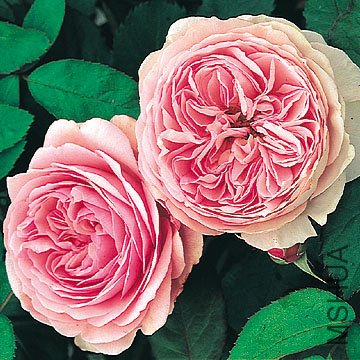 �ܷ��ܶ��٣�Geoff Hamilton��.jpg