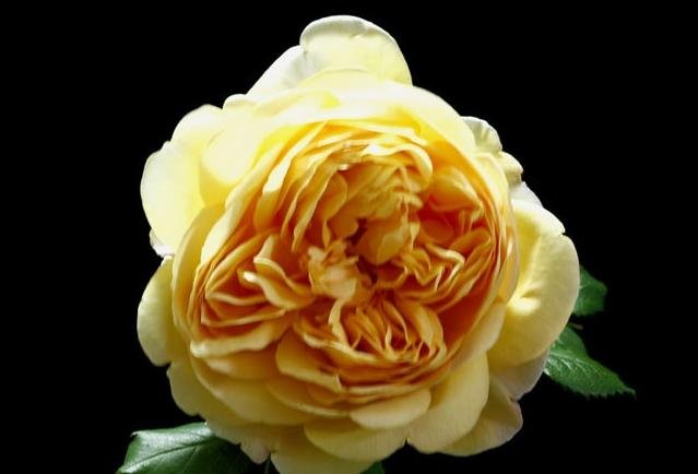 �ƽ���䣨GOLDEN CELEBRATION��.jpg