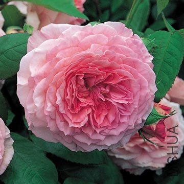 ղķ˹������James Galway).jpg