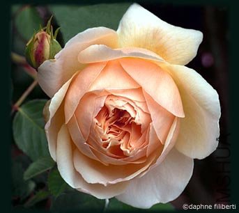 �������õ£�Jude the Obscure��.jpg