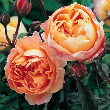 ���꺺�ܶ��ٷ��ˣ�Lady Emma Hamilton��.jpg