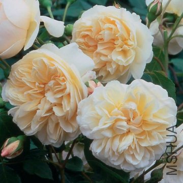 ����ƶ�����ʹLichfield Angel.jpg